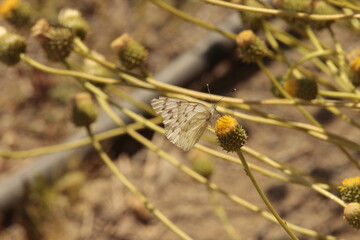 White butterfly resting on the bud of a yellow thistle flower