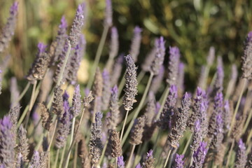 Lavender flowers of a meadow of a field
