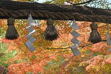 紅葉の時期の京都嵐山の野宮神社の鳥居の風景
