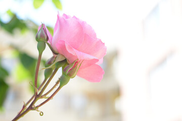 Fototapeta na wymiar Beautiful pink rose flower with buds blooming outdoors, closeup. Space for text