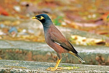 The Common Myna on ground