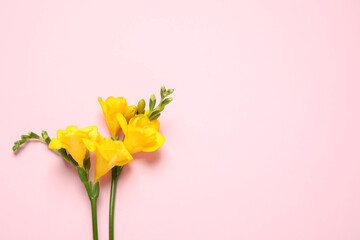 Beautiful blooming yellow freesias on pink background, flat lay. Space for text