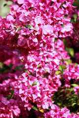 The purple paper flower in the garden