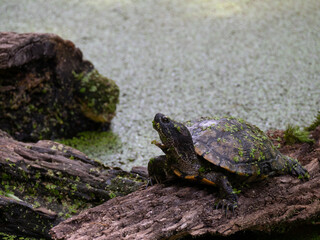 Pond Slider Turtle on a Log in Texas
