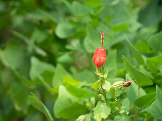 Turk's Cap Flower Against Green Background
