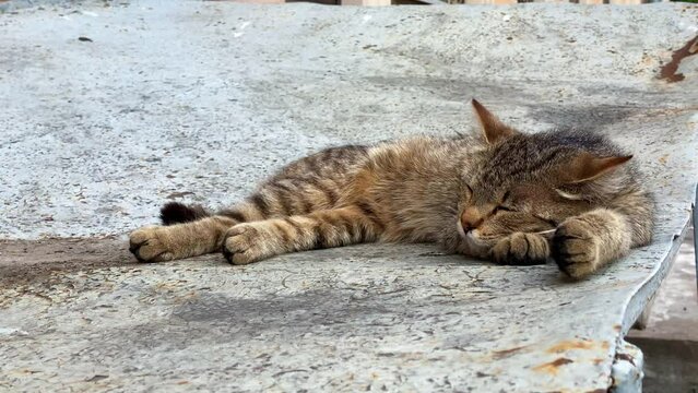 Cat with black and gray striped fur sleeps on concrete panel outdoor. Relaxed and bored animal lies breathing in fresh air on summer day closeup