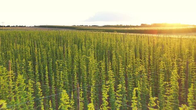 Aerial footage of hops farm field. Shot from drone perspective, European rural landscape.