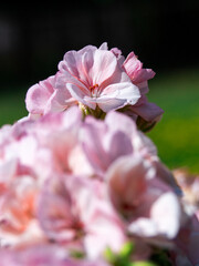 Delicate light pink flower of cherry blossom with blured foreground