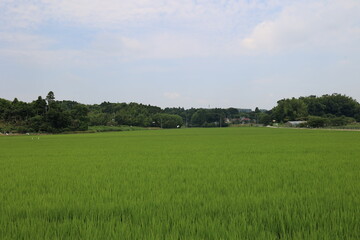 田園風景