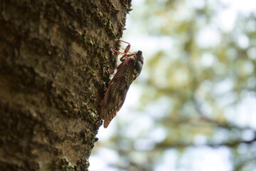 木に止まる蝉の風景