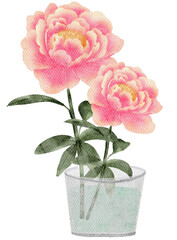 Peony flower watercolor with transparent background