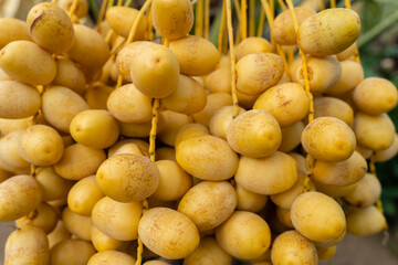 yellow fresh dates bunch hanging from a date palm tree