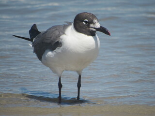 black headed gull