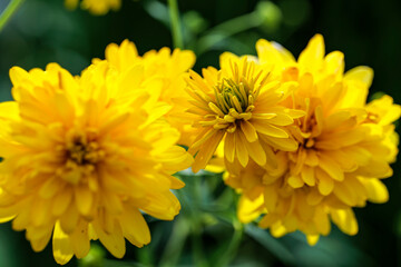 Blooming Rudbeckia laciniata, or golden balls in the garden close-up. High quality photo