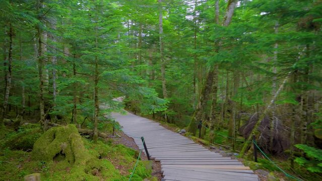長野県佐久穂町　白駒の池の景色