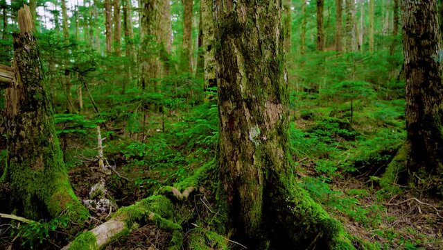 長野県佐久穂町　白駒の池の景色