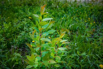 beautiful plant in the woods