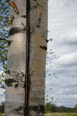 Fototapeta premium birch tree