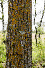 lichen on a tree