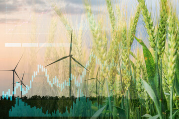 Double exposure of green wheat and windmills for electric power generation in field. Green...