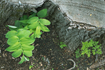 new growth in a forest