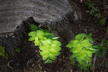 new growth in a forest