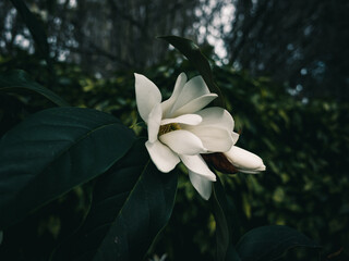 Magnolia flower