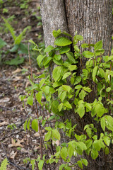 vining plant on a tree