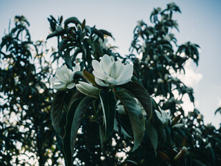 Magnolia flower