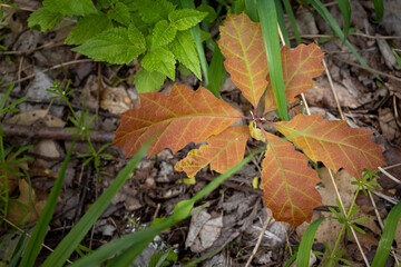 autumn leaves