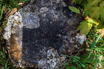 mushroom on tree trunk