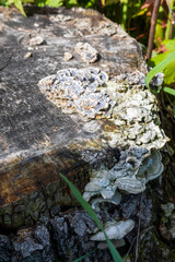 mushroom on a tree trunk