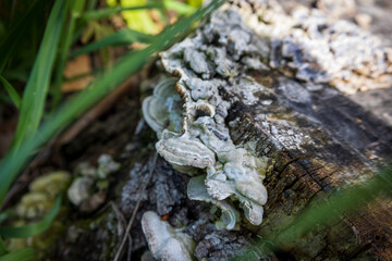 mushroom on a tree trunk