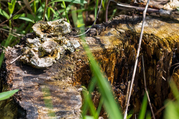 mushroom on tree trunk