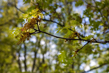 leaves on a tree