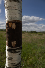 tree and sky