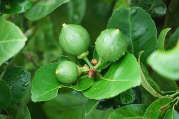 3 small green lemons on the lemon tree