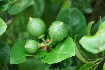 3 small green lemons on the lemon tree