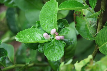 Lemon tree blooms purple and pink.