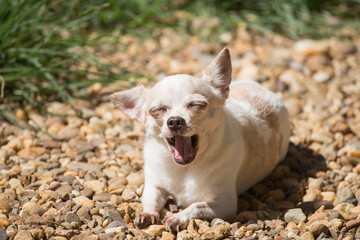 Fototapeta premium Cute Chihuahua dog happily basking in the sun