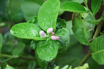 Lemon tree blooms purple and pink.