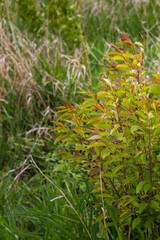 red and yellow leaves