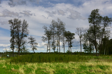 trees in the field