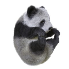 Panda cub 3d illustration isolated white background