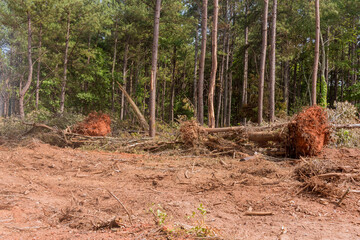 A construction site with trees uprooted roots, landscape that was cleared for a new subdivision...