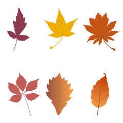 Set of autumn leaves in yellow, orange and burgundy colours isolated on white