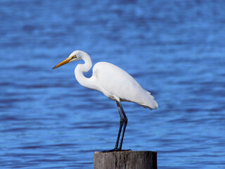 Great Egret (Ardea Alba)  on flooded pastures at Maitland NSW Australia 