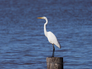 Great Egret (Ardea Alba)  on flooded pastures at Maitland NSW Australia 