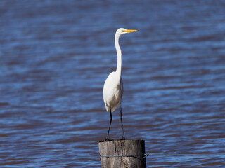 Great Egret (Ardea Alba)  on flooded pastures at Maitland NSW Australia 