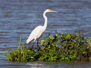 Great Egret (Ardea Alba)  on flooded pastures at Maitland NSW Australia 